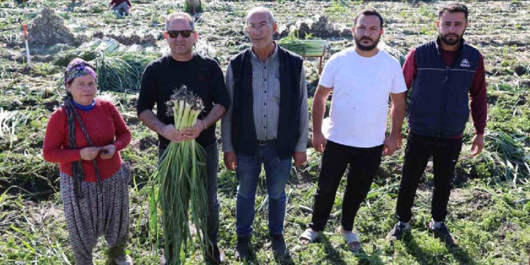 Tarlalarda hasat mesaisi başladı! Dönümde 5-6 ton rekolte: Kilosu 25 TL’den tarladan çıkıyor 4